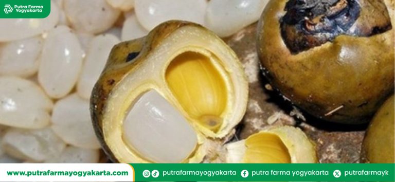 olahan-minuman-dari-kolang-kaling