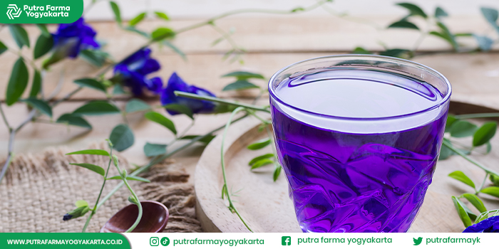 tips-membuat-sirup-bunga-telang