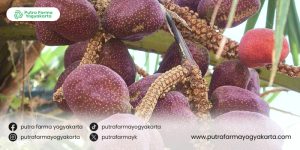Ragam-kebaikan-buah-zuriat