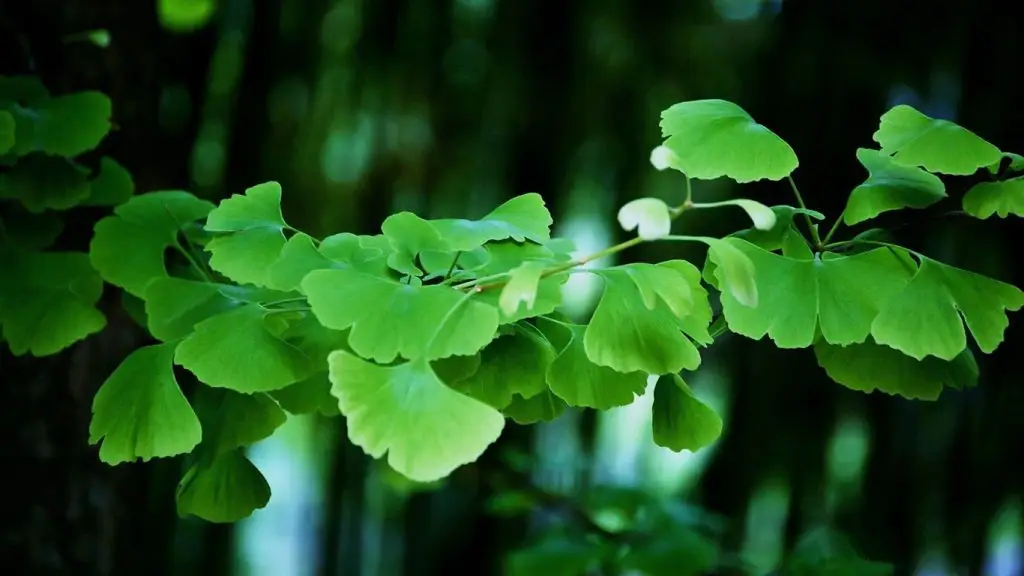 referensi herbal tingkatkan kejantanan