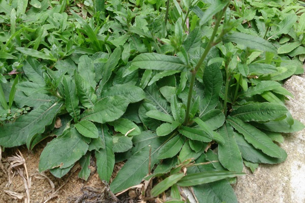 ragam jamu atasi nyeri haid