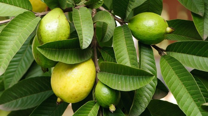 ragam jamu atasi nyeri haid
