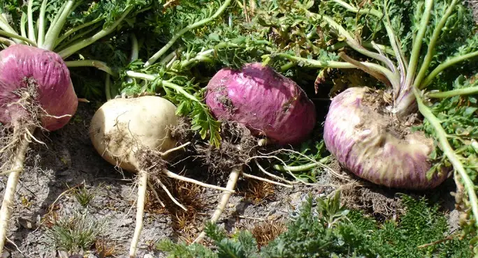 referensi herbal tingkatkan kejantanan