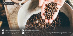kebaikan-kopi-luwak