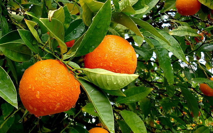 deretan buah tinggi flavonoid