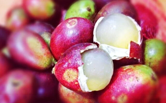 kebaikan buah matoa