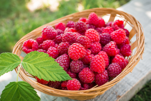 referensi buah sumber pektin