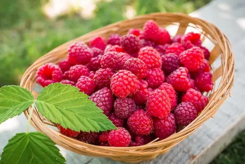 referensi buah sumber pektin