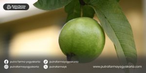 ramuan-tradisional-pencegah-gigi-ngilu