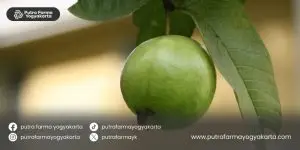 ramuan-tradisional-pencegah-gigi-ngilu