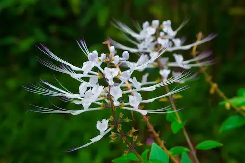 racikan herbal sembuhkan hipertensi
