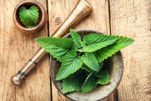 herbal tradisional redakan vertigo
