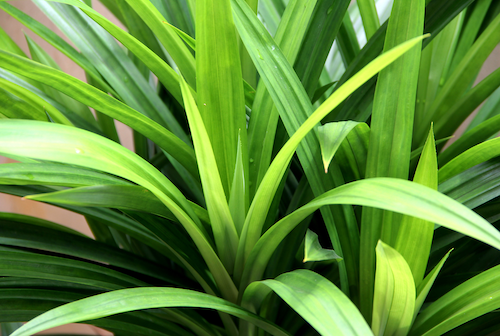 Keutamaan pandan wangi