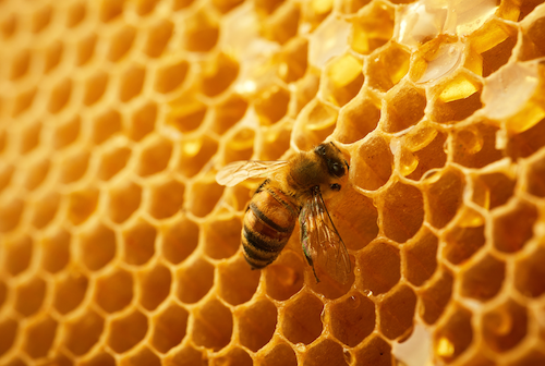 Mengulas tentang propolis