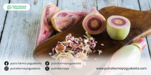 racikan-tradisional-usir-bau-badan