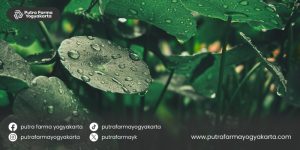 kebaikan-pegagan-untuk-kecantikan
