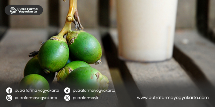 keunggulan-pinang-muda-untuk-fertilitas