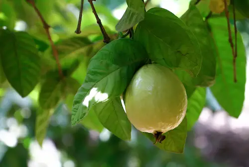 racikan herbal cegah tipes