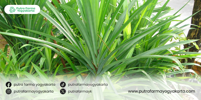 herbal-pendongkrak-nafsu-makan
