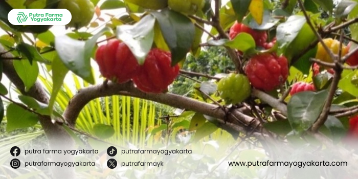 kegunaan-buah-dewandaru