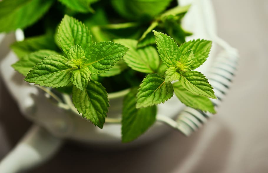 herbal basmi sakit tenggorokan