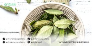 khasiat-air-rebusan-daun-salam