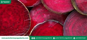 manfaat-buah-bit-untuk-pria
