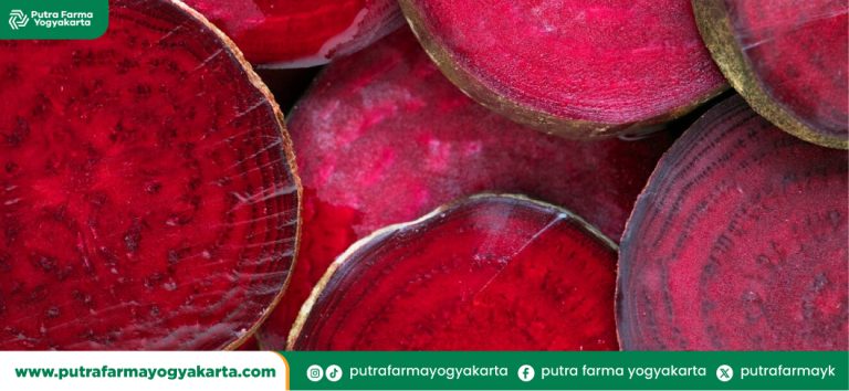 manfaat-buah-bit-untuk-pria