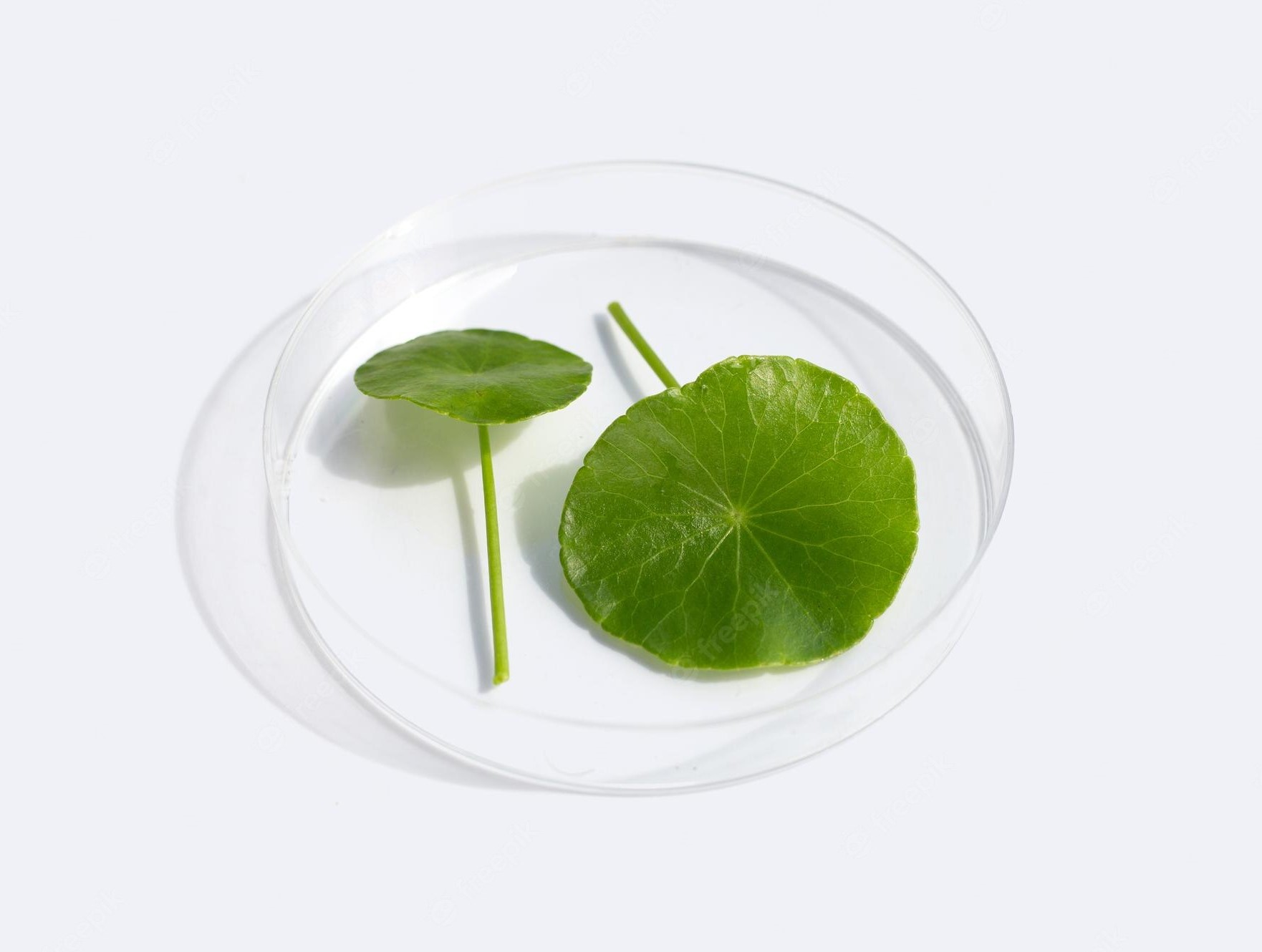 pengobatan herbal hipertensi