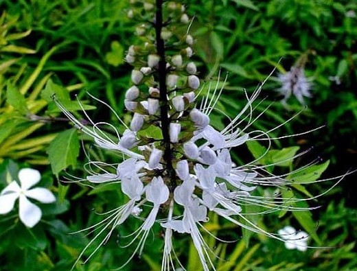 pengobatan herbal hipertensi
