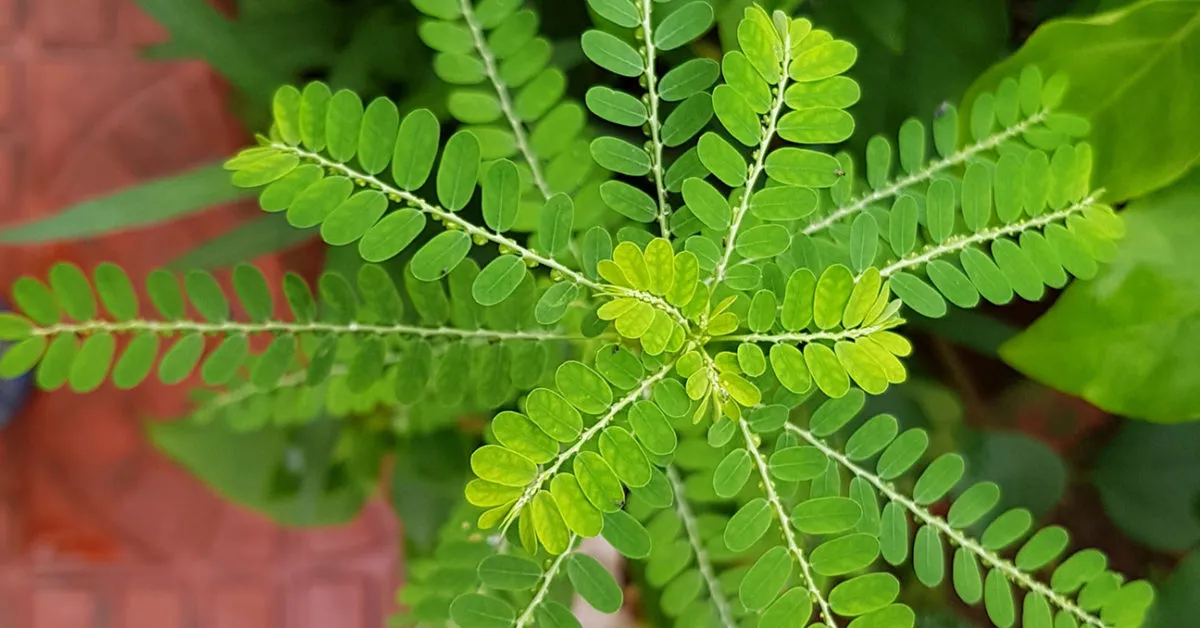 kegunaan daun meniran