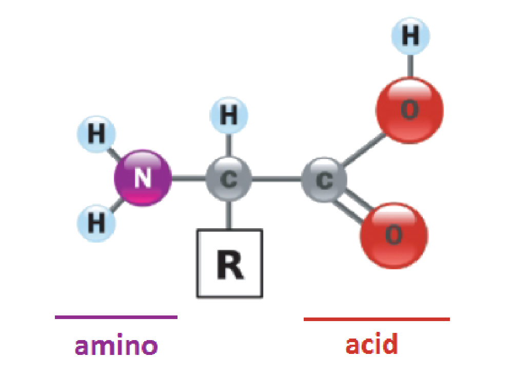 substances increase collagen in the body