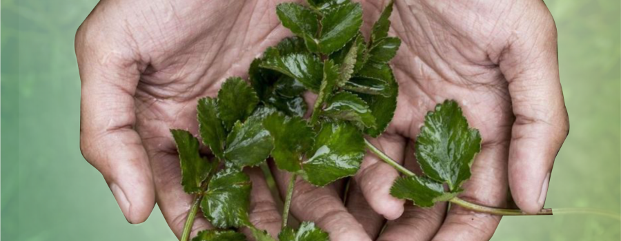 3 Herbs to Enhance Virility, Men Should Try!