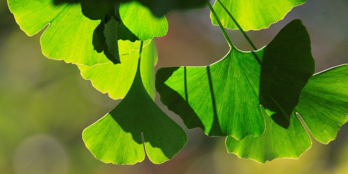 herbs-to-enhance-virility