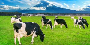 understanding-bovine-collagen