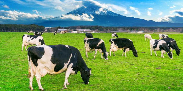 understanding-bovine-collagen