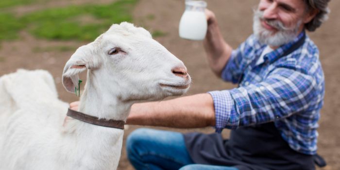manfaat-susu-kambing-bubuk