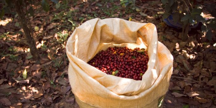 proses-kopi-luwak