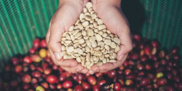proses-pembuatan-kopi-luwak