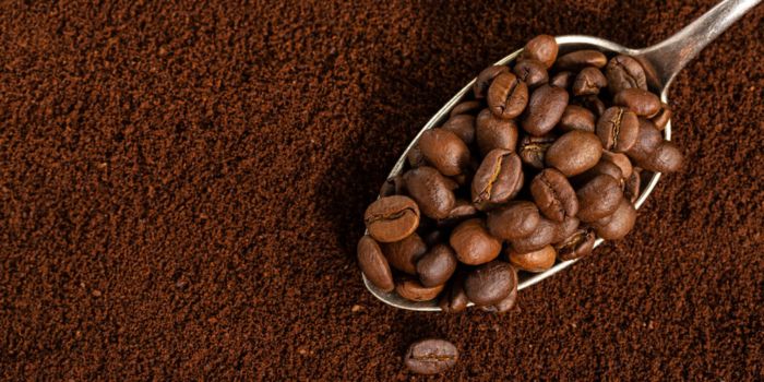 ciri-ciri-kopi-robusta-adalah