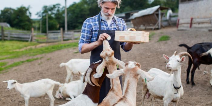 prospektif-bisnis-susu-kambing