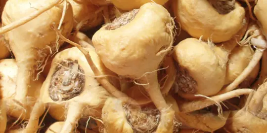 apa itu akar maca? baik untuk pria dengan diminum