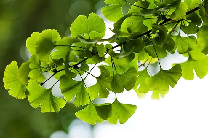 apa itu ginkgo biloba