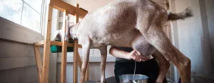 efek samping susu kambing etawa, fenomena susu kanbing etawa, dan manfaatnya