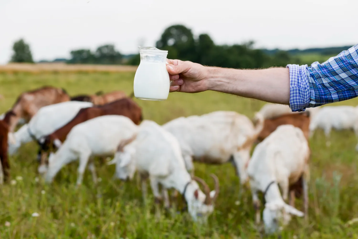 Alternatif Meningkatkan Produksi ASI dengan Susu Kambing 2 meningkatkan produksi asi