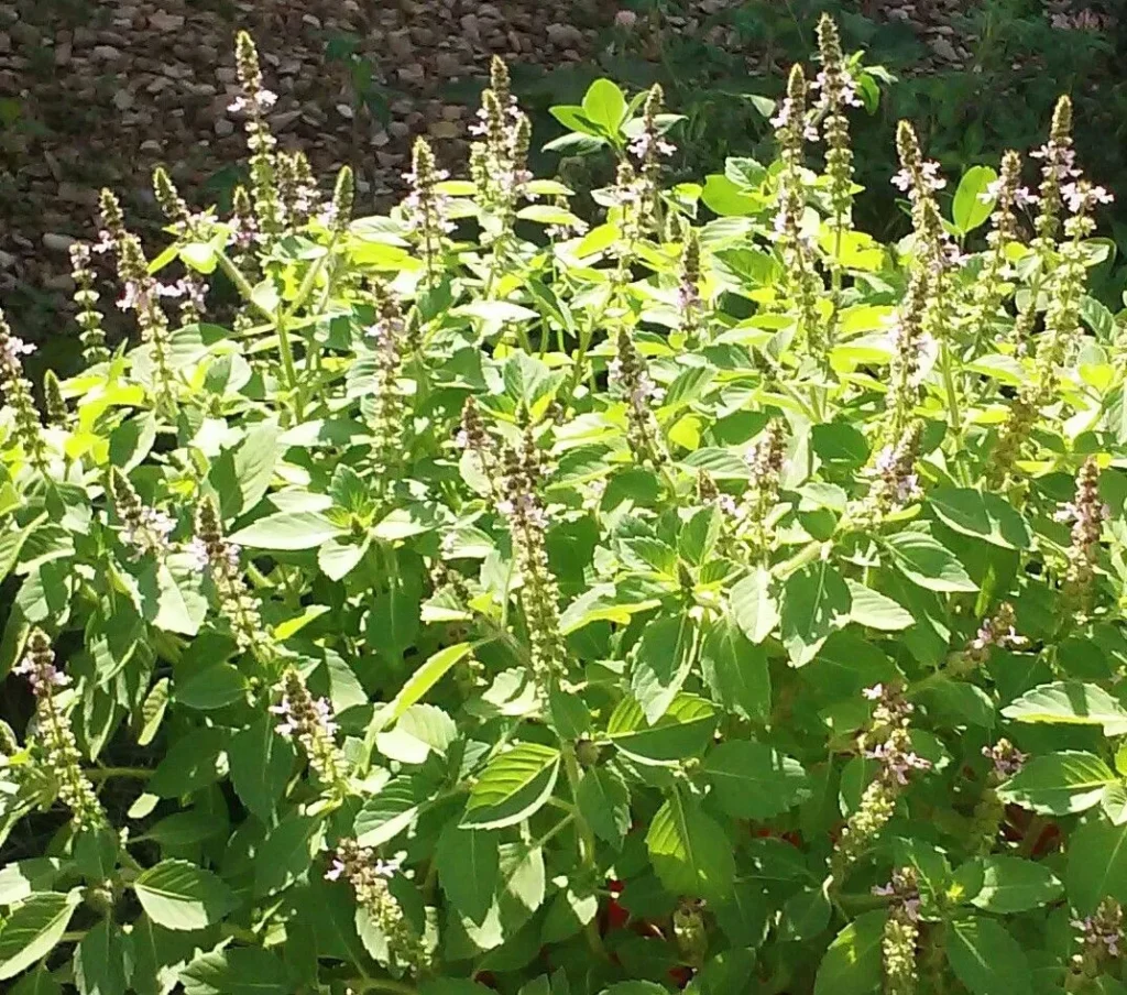 Minuman Adaptogen