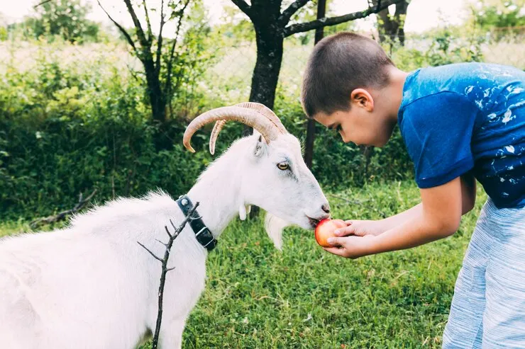 Goat Milk for Children