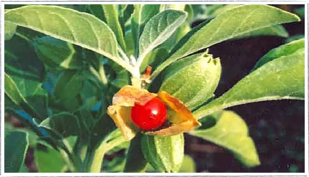 Minuman Adaptogen
