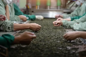 Produksi Minuman Herbal