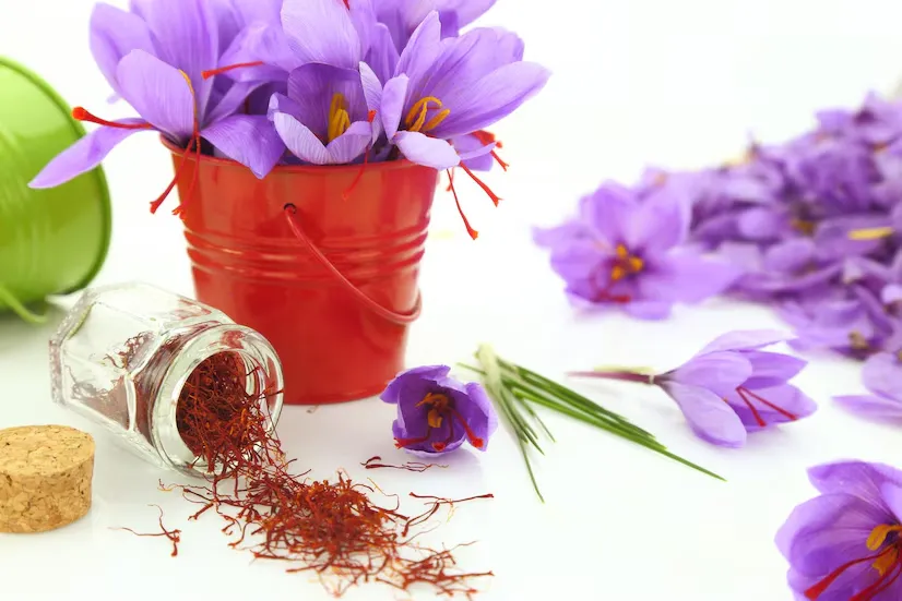 Benefits of Saffron